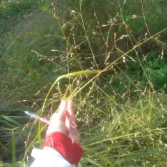 switchgrass thumbnail 2