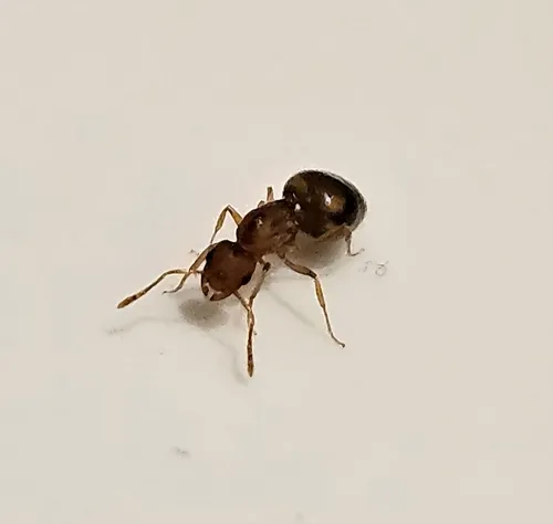 Pharaoh Ant