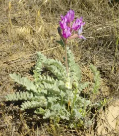 Bent Milkvetch thumbnail 2