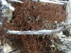 Heath Foxhair Lichen thumbnail 2