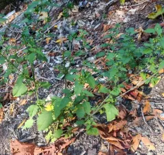 American black nightshade thumbnail 3