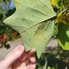 tuliptree aphid thumbnail 4