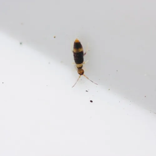 Entomobrya clitellaria