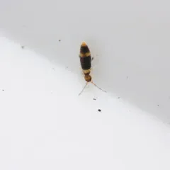 Entomobrya clitellaria thumbnail 1