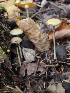 Protostropharia alcis thumbnail 2