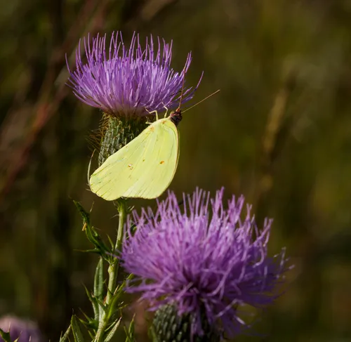 Cloudless Sulphur