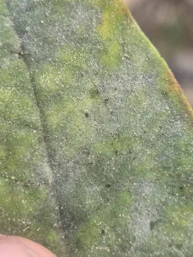 Erysiphe asclepiadis