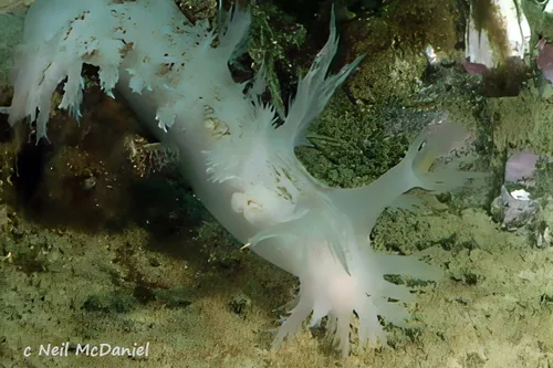 Dendronotus lacteus