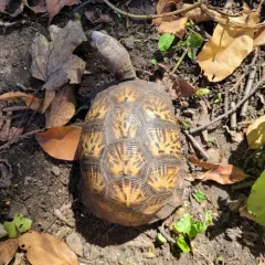 Common Box Turtle thumbnail 4