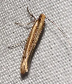 Euhyponomeutoides gracilariella thumbnail 3