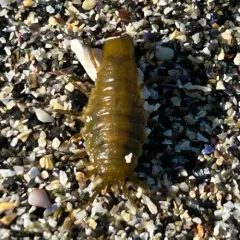 Metallic Isopod thumbnail 4