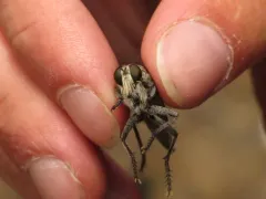 Proctacanthus occidentalis thumbnail 3
