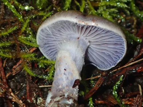 Cortinarius barlowensis