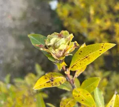Willow Rose Gall Midge thumbnail 2