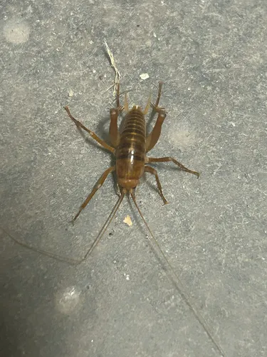 California Camel Cricket