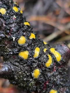 Coccomyces castanopsidis thumbnail 2