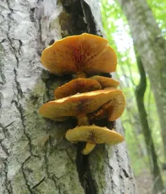 Pleuroflammula multifolia thumbnail 2