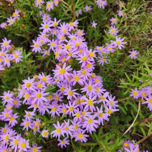 Flax-leaved Aster