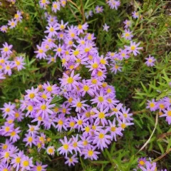Flax-leaved Aster thumbnail 1