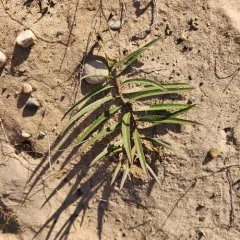 tall green milkweed thumbnail 4