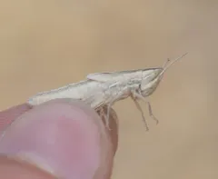 Striped Slant-faced Grasshopper thumbnail 3