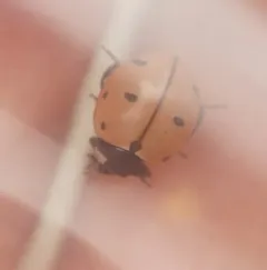 Nine-spotted Lady Beetle thumbnail 1