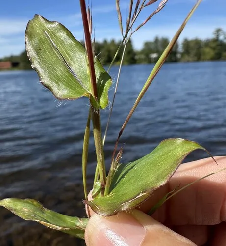 small carpetgrass