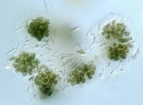 Microcystis botrys
