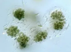 Microcystis botrys thumbnail 1