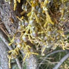 Western Dwarf-Mistletoe thumbnail 2