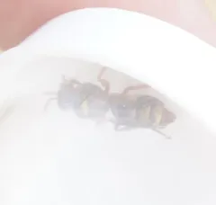 Hoplisoides tricolor thumbnail 1