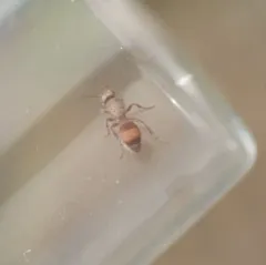 Dasymutilla monticola thumbnail 1