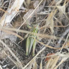 Snakeweed Grasshopper thumbnail 1