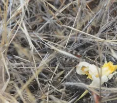 White-whiskered grasshopper thumbnail 2