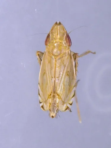 Flexamia delongi
