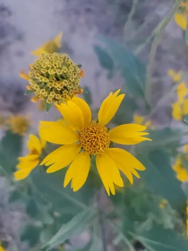 cowpen daisy