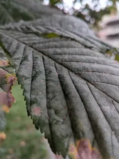 Horse-Chestnut Powdery Mildew thumbnail 3