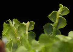 Great Mountain Flapwort thumbnail 3