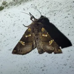 Meadow Rue Borer Moth thumbnail 4