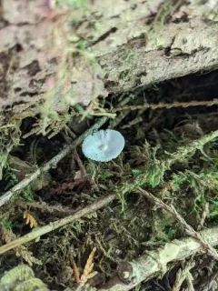 Lepiota sequoiarum thumbnail 2