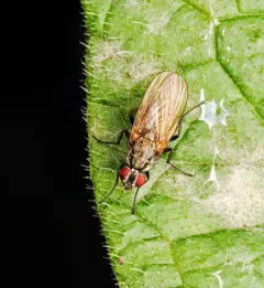 Root-fly thumbnail 4