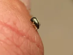 Bruchomorpha beameri thumbnail 2