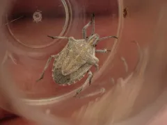 Prionosoma podopioides thumbnail 3
