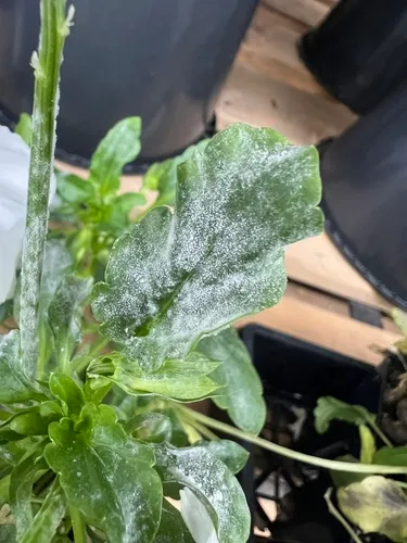 Podosphaera violae
