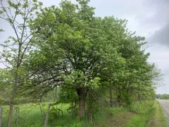 Pennsylvania Hawthorn thumbnail 3