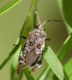 Merocoris distinctus thumbnail 3