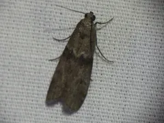 Mediterranean Flour Moth thumbnail 2
