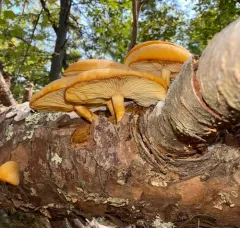 Tricholomopsis sulfureoides thumbnail 3