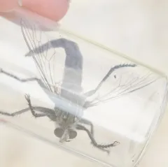 Proctacanthus occidentalis thumbnail 2