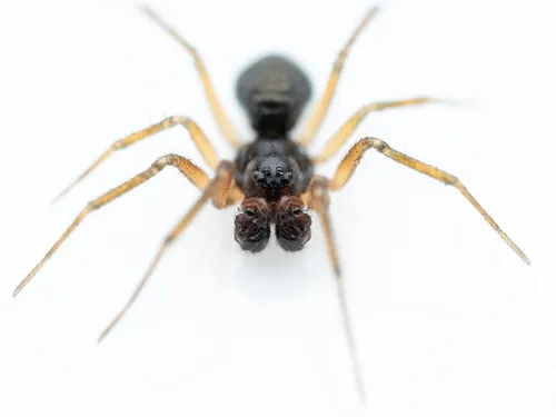 Linyphantes nigrescens